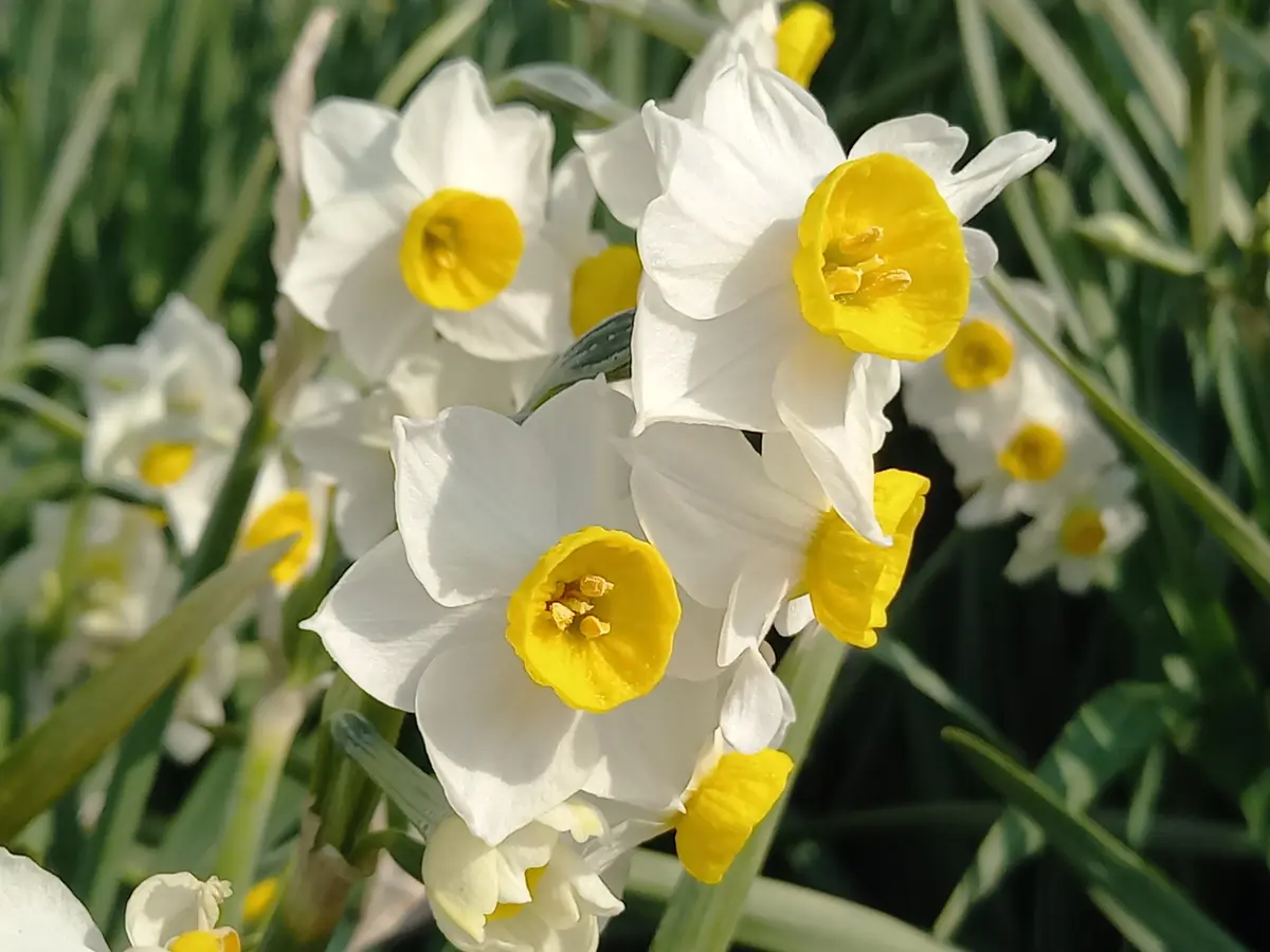 日本水仙が満開です｜園芸日記byこんちゃん｜みんなの趣味の園芸｜1411751