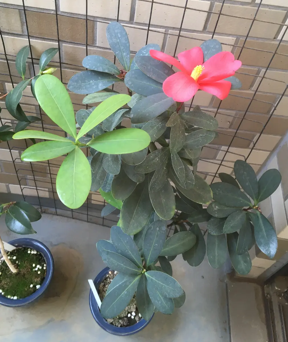 夏椿✨様 リクエスト 2点 まとめ商品 椿様 リクエスト 2点 まとめ商品