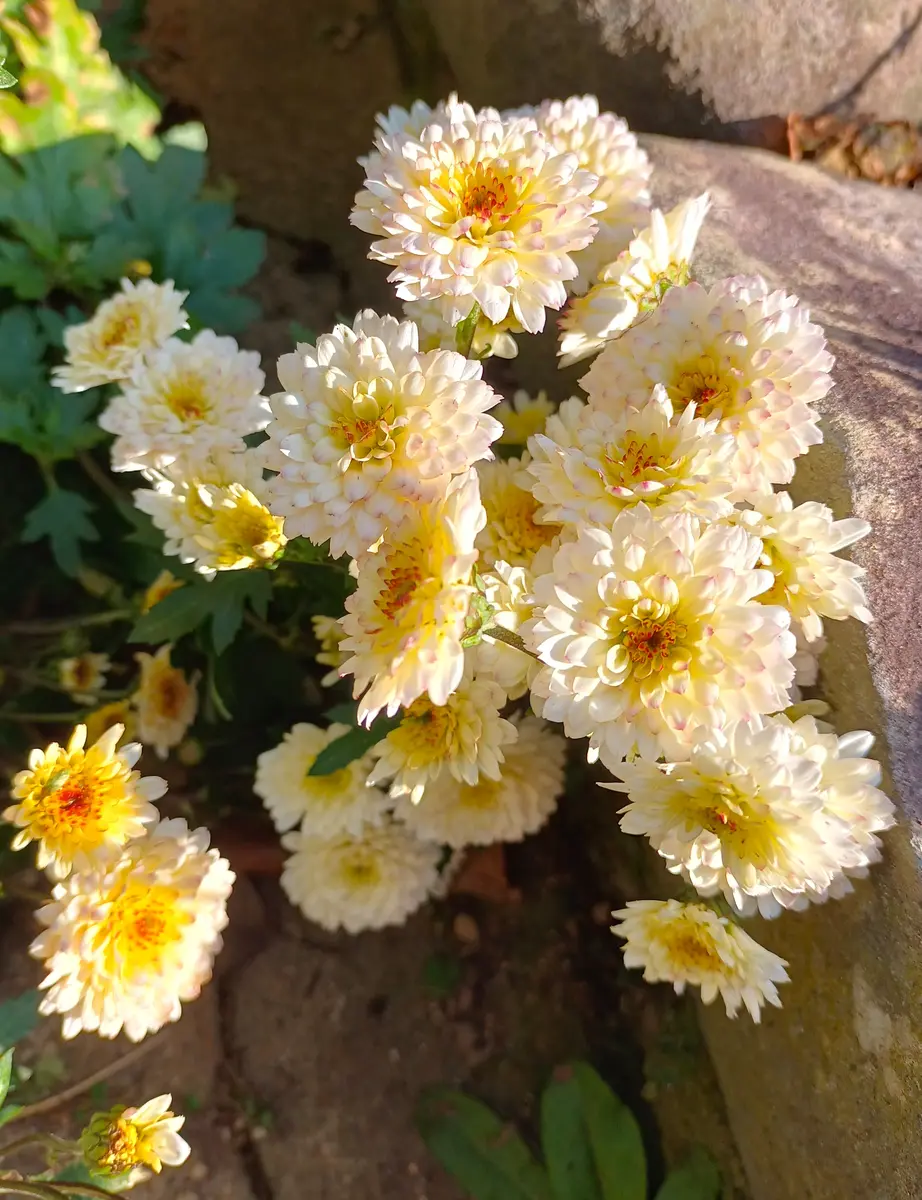 寒菊｜園芸日記by秋雲｜みんなの趣味の園芸｜1412148