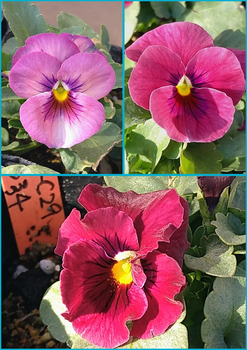 パンジー・ビオラ2026】今朝のビオラ｜園芸日記byformosana｜みんなの