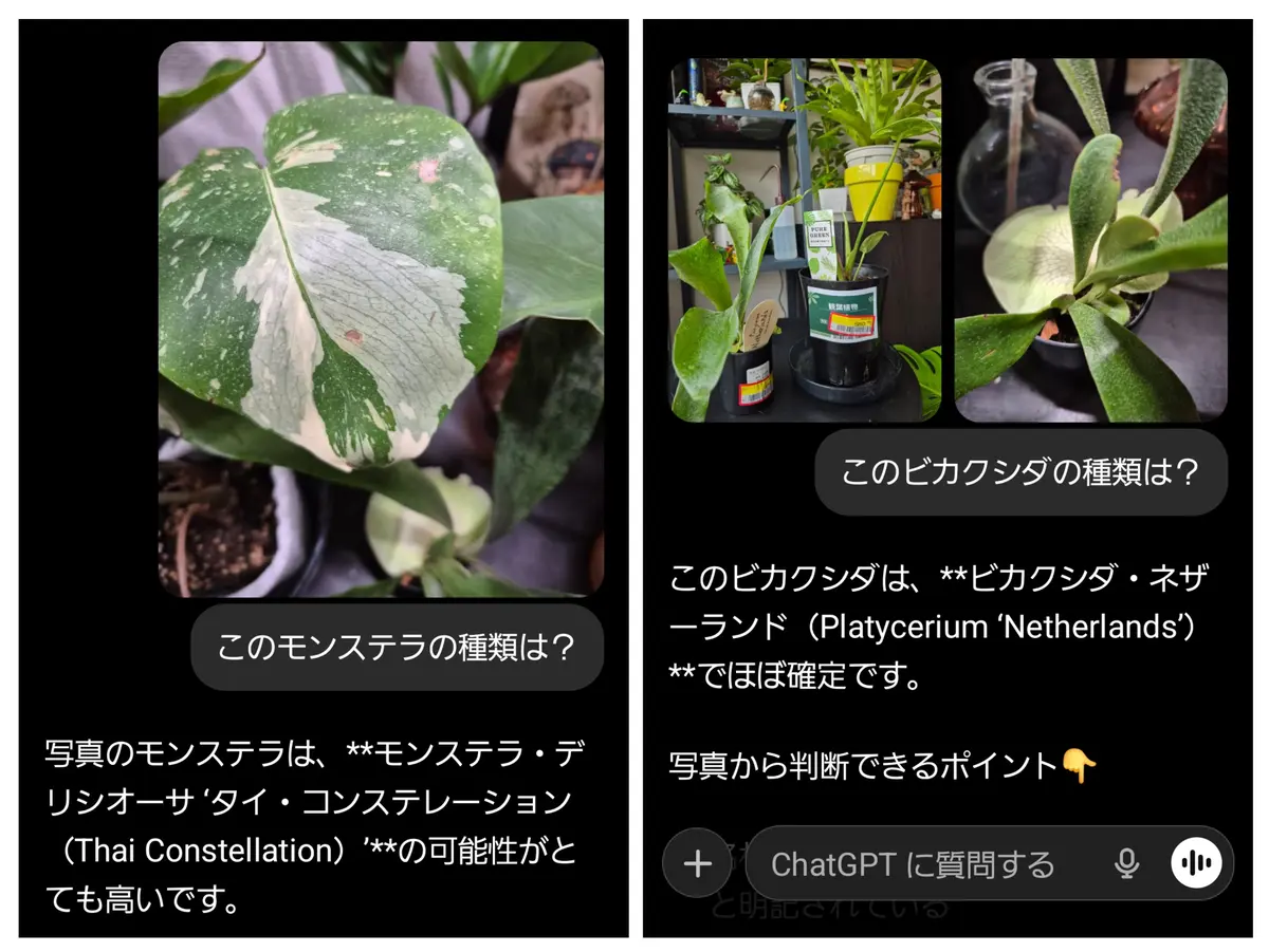 コーナンのセール品モンステラ?｜園芸日記byももんちゃん｜みんなの 