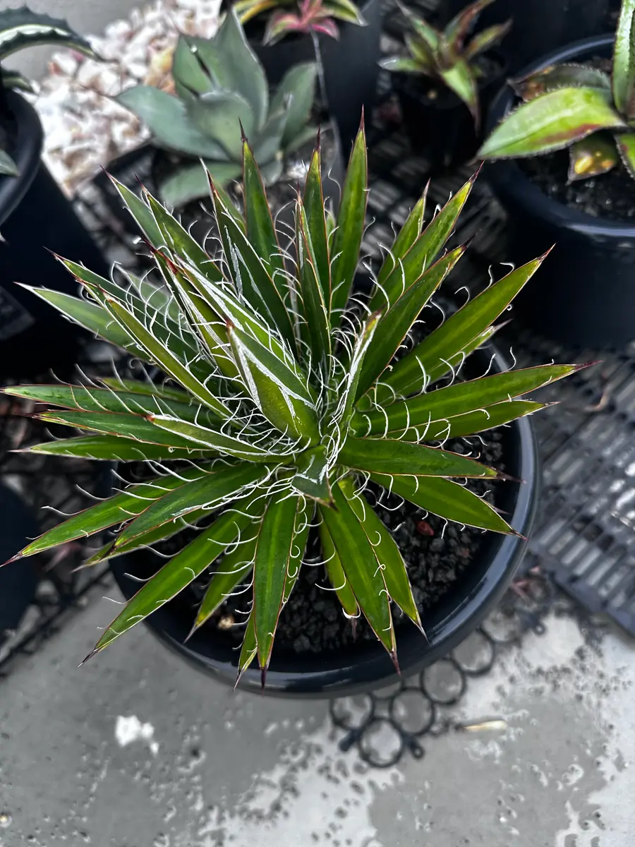 季節斑のアガベや冬でこそ美しい株｜園芸日記byきみた｜みんなの趣味の