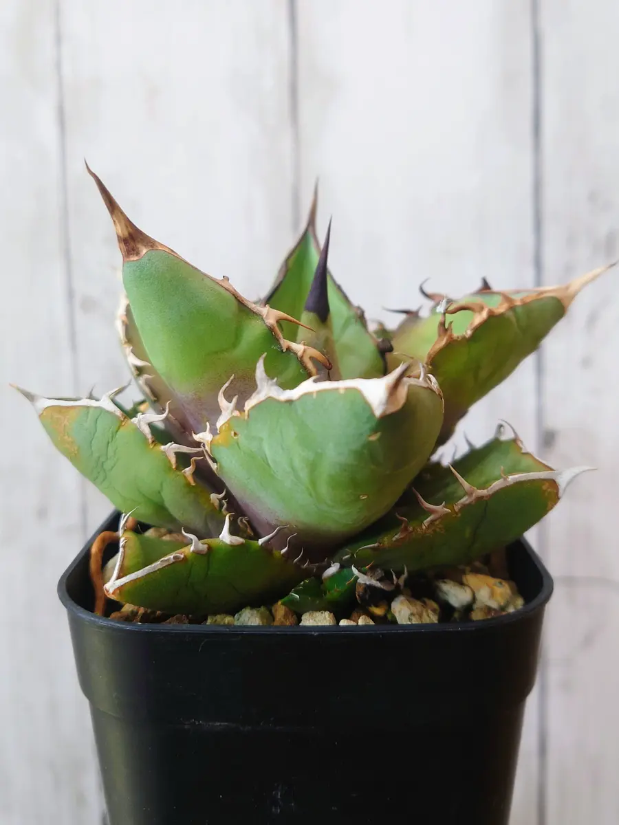 期待の一株　オテロイ実生　子株付き 子株が出てきた実生のアガベ・オテロイさん。｜園芸日記byPlantskafka