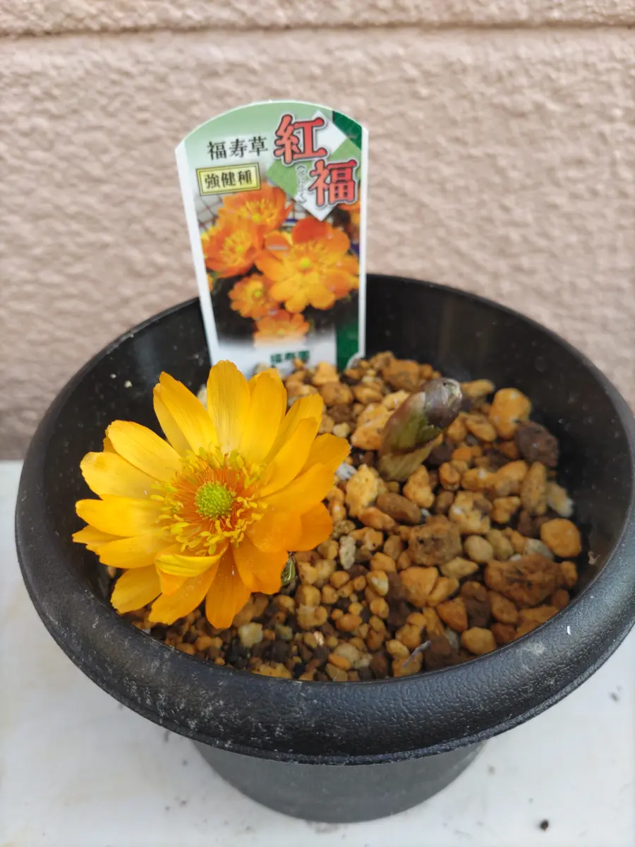 福寿草　紅福　４鉢セット 福寿草、'紅福'🏵️｜園芸日記byウメバチソウ｜みんなの趣味の園芸