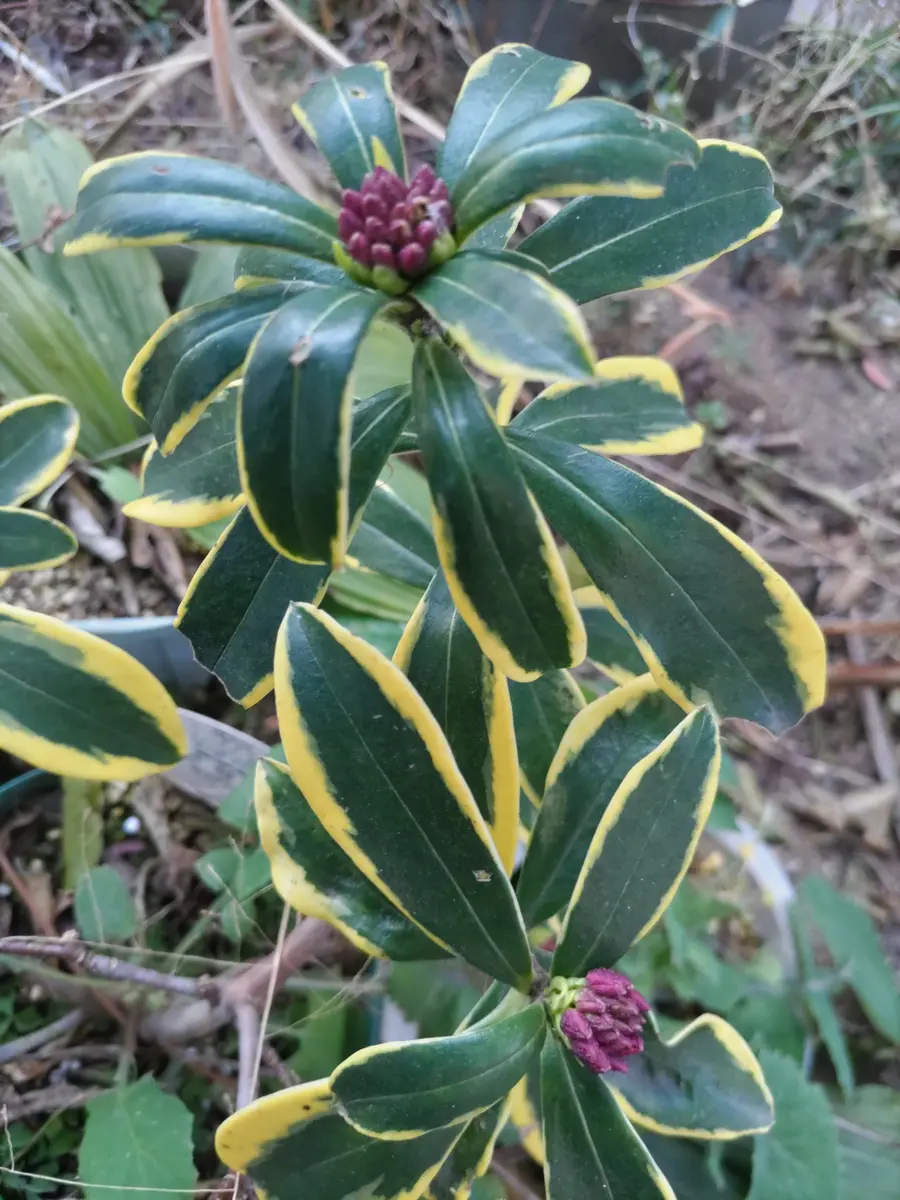 福寿草、'紅福'🏵️｜園芸日記byウメバチソウ｜みんなの趣味の園芸
