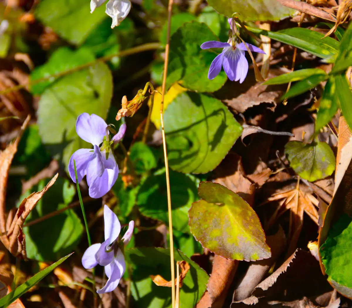土手でスミレが咲いています🎵🎵｜園芸日記bytotyan｜みんなの趣味の