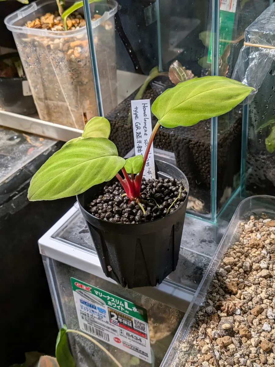 買ってきました｜園芸日記by時を越える猫｜みんなの趣味の園芸｜1412838
