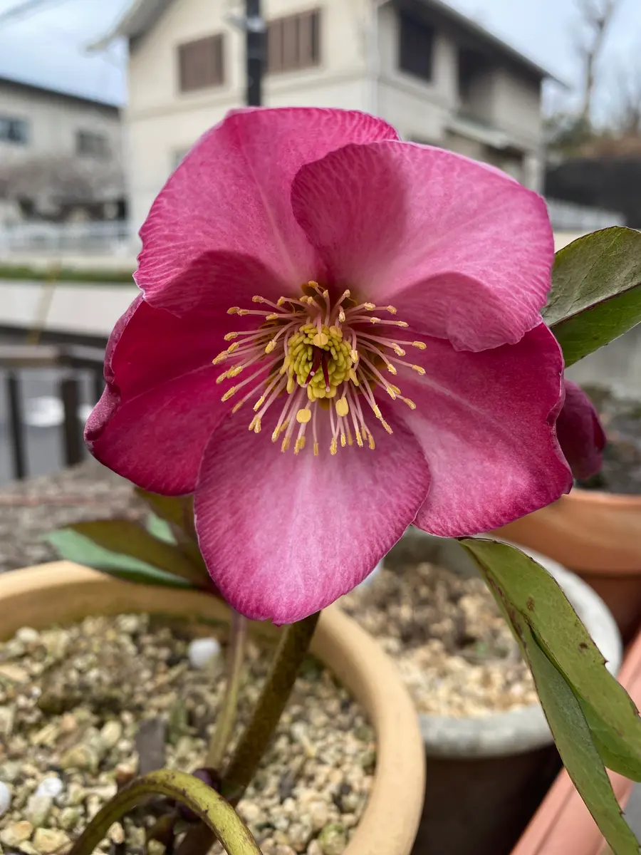 yuko㉖-17㉖-28㉖-35クリスマスローズ 2026年 クリスマスローズ01