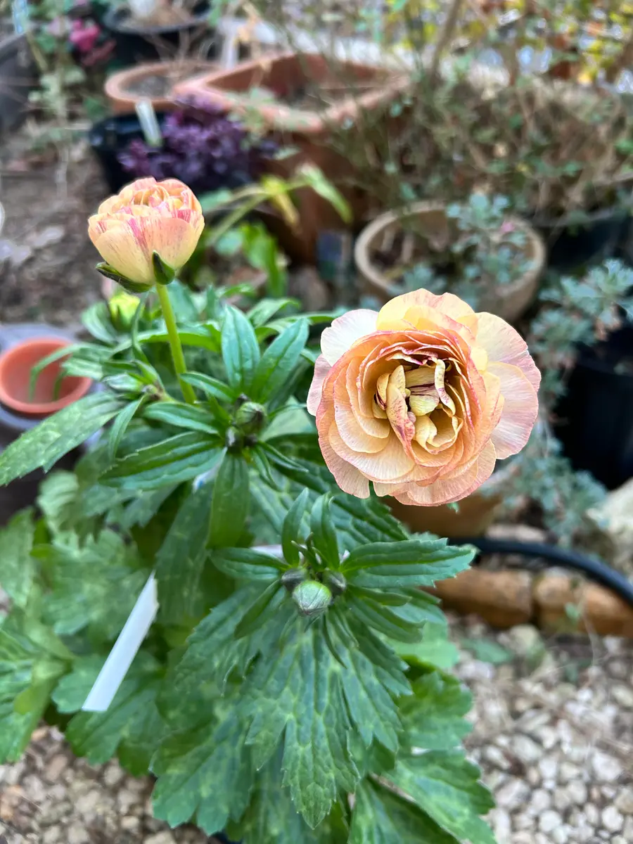 ラナンキュラスラックス ヘスティア｜園芸日記byちいさなスプーン