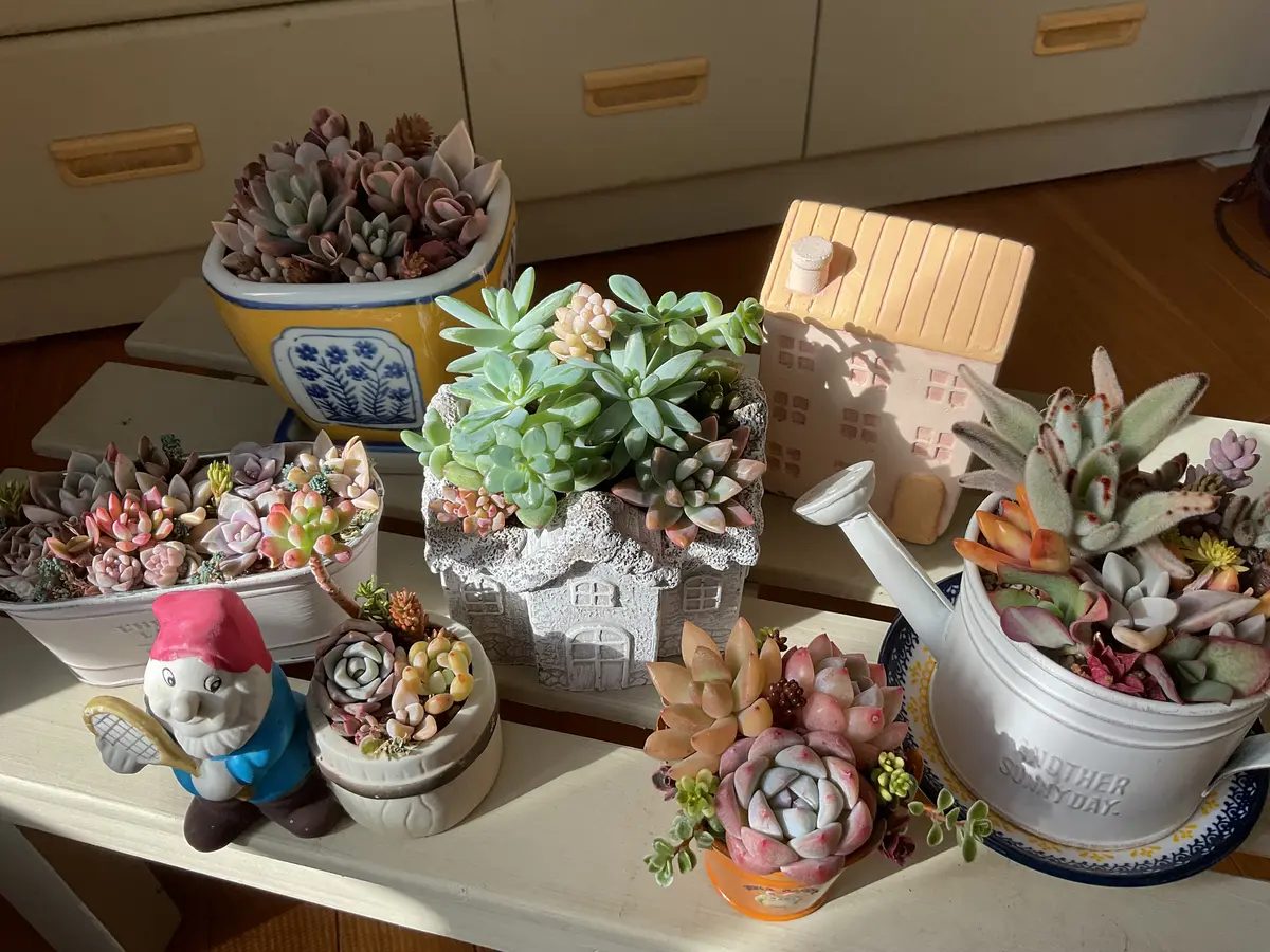 多肉植物の寄せ植え｜園芸日記byゆみ⭐︎ひまわり｜みんなの趣味の園芸 