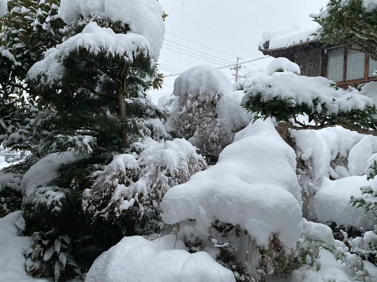 極寒|園芸日記bytotoriri|みんなの趣味の園芸|1413207