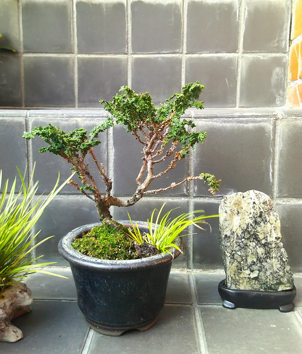 盆栽の【水石】は何なのでしょうか。単独で盆にも成る。」｜園芸日記