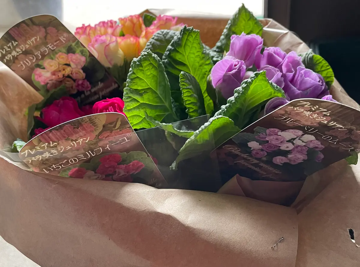 💜🧡❤️バラ咲きジュリアンにズキュン💘｜園芸日記byラ・フランス
