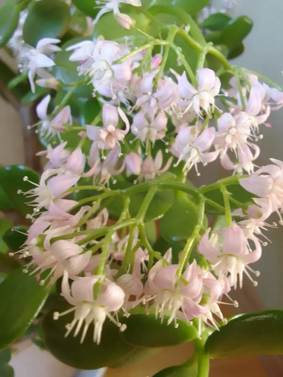 金のなる木が(*^^*)｜園芸日記byカシワバアジサイ｜みんなの趣味の園芸