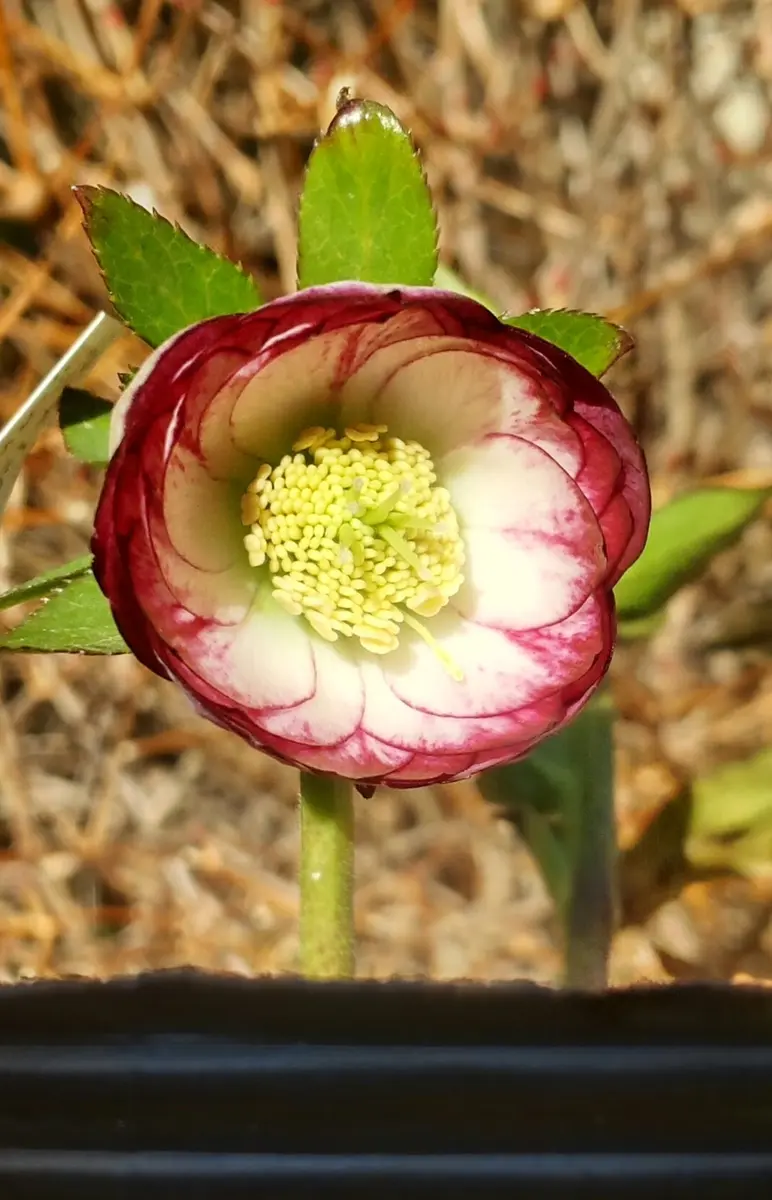 レッドエンジェル交配｜園芸日記byさいちぇん｜みんなの趣味の園芸