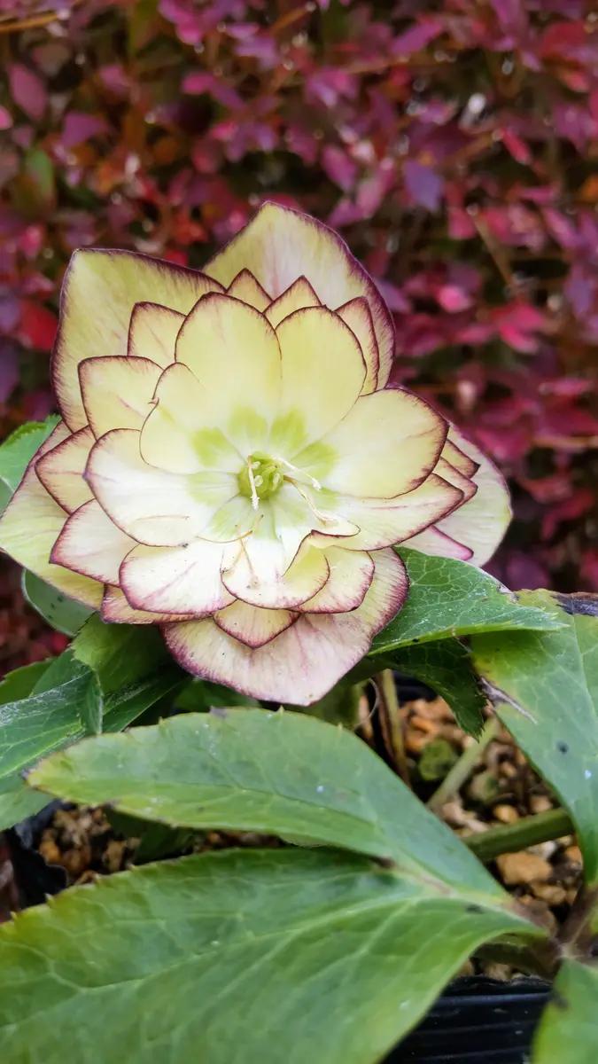 レッドエンジェル交配｜園芸日記byさいちぇん｜みんなの趣味の園芸