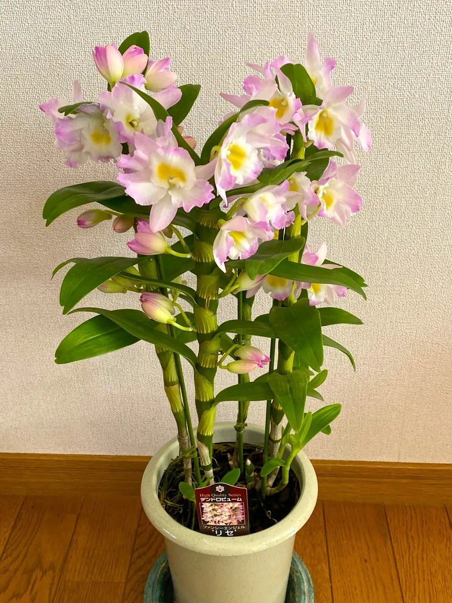 蘭💚ラン💛らん💗（最終回）｜園芸日記byあきっぴ～｜みんなの趣味の