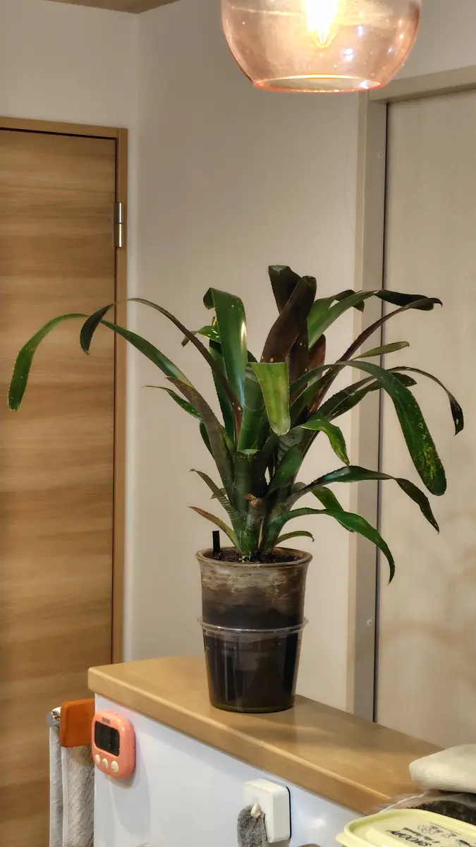 ビルベルギアに新たな子？｜園芸日記by鹿せんべい｜みんなの趣味の園芸