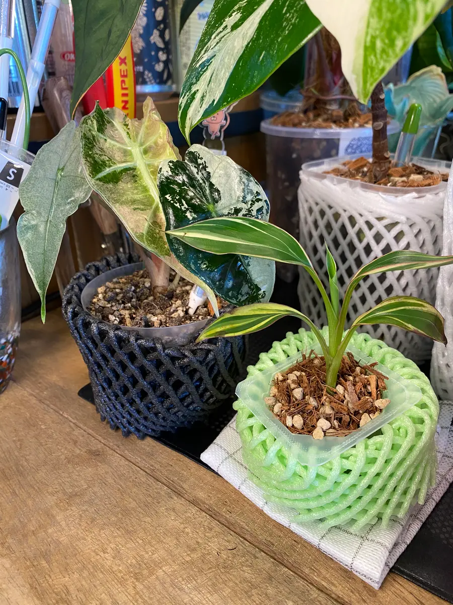 植物 アガベ 塊根 育成ライト ヒーターマット セット売り 楽天市場