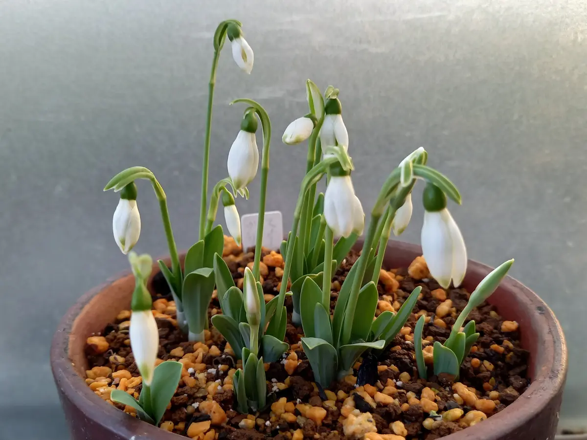 スノードロップ｜園芸日記byこんちゃん｜みんなの趣味の園芸｜1414288