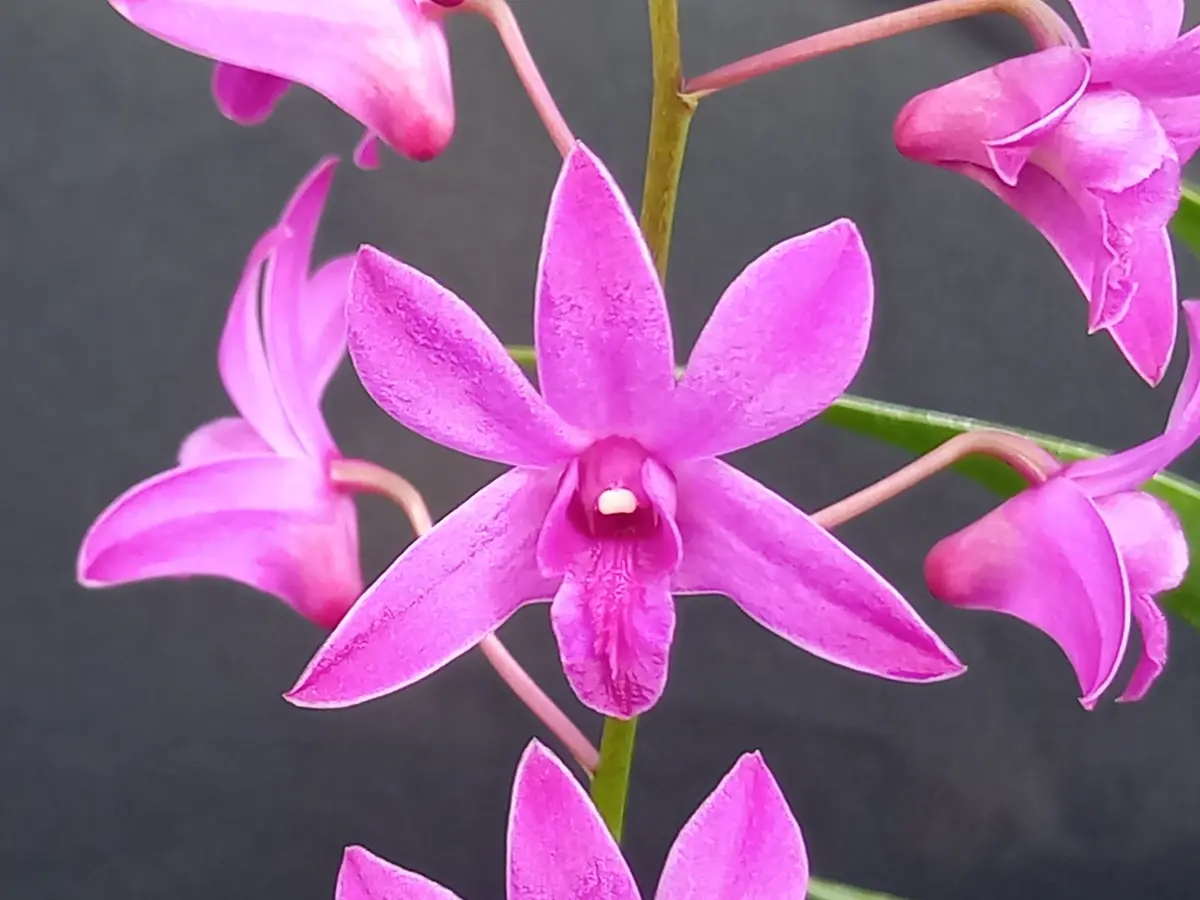 キンギアナム系デンドロ｜園芸日記byこんちゃん｜みんなの趣味の園芸