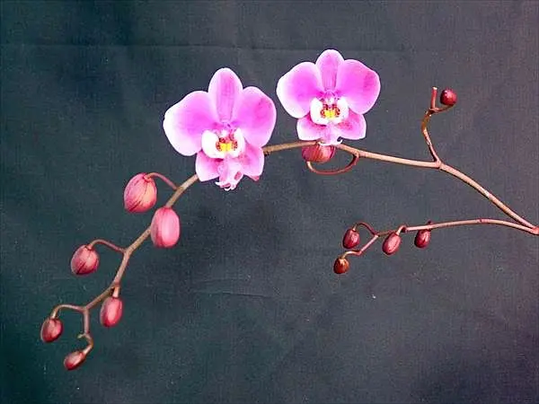 胡蝶蘭原種シレリアナ開花｜園芸日記byネカタ｜みんなの趣味の園芸