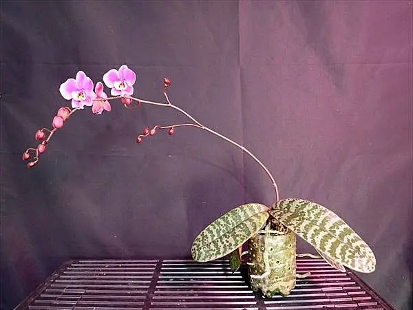 胡蝶蘭原種シレリアナ開花｜園芸日記byネカタ｜みんなの趣味の園芸