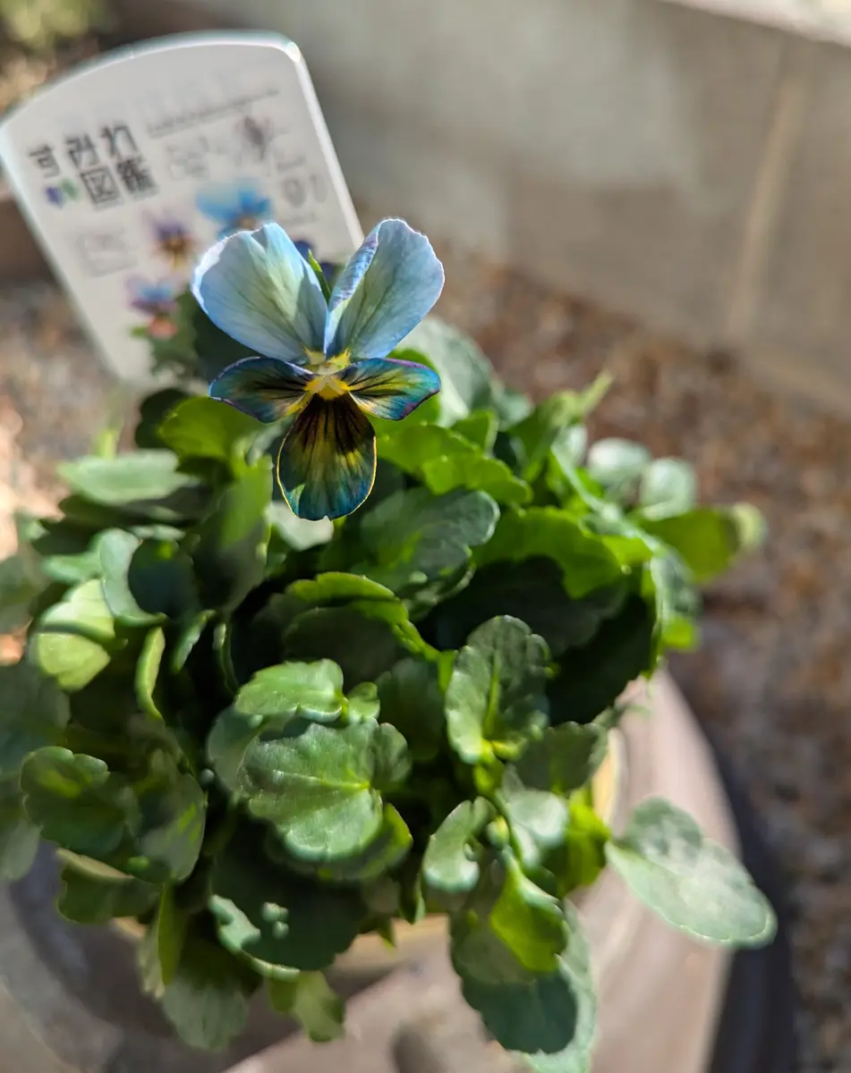 すみれ図鑑色変わり｜園芸日記byはなまる太朗｜みんなの趣味の園芸