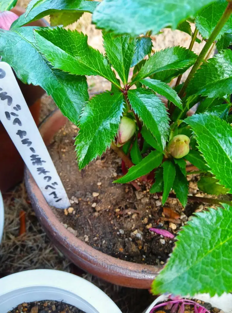 クリスマスローズのつぼみちゃん達ですよ｜園芸日記byるか＆るいママ