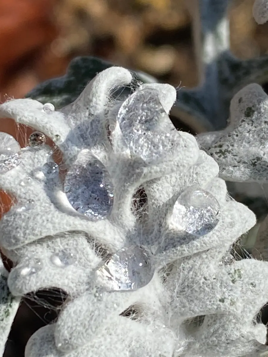 奇跡～😮✨🤣｜園芸日記byあきっぴ～｜みんなの趣味の園芸｜1414773