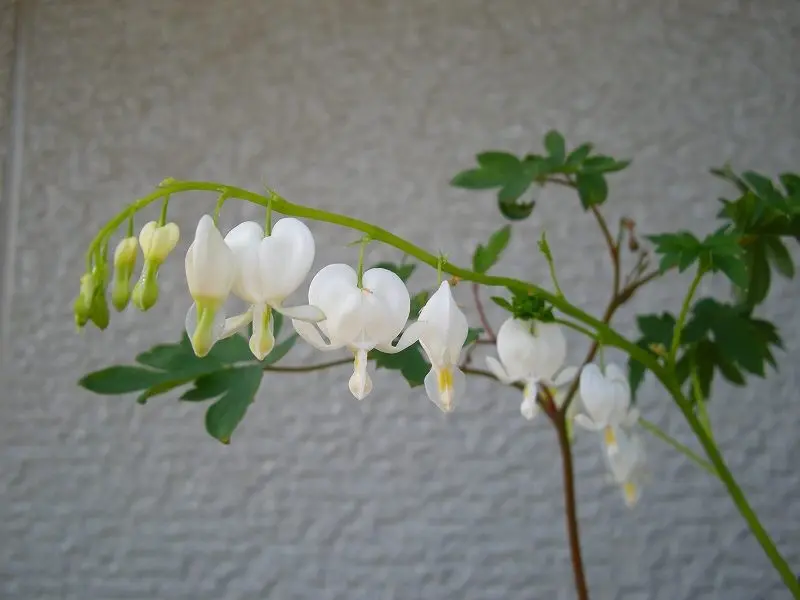 山野草いろいろ｜園芸日記by梢｜みんなの趣味の園芸｜141482