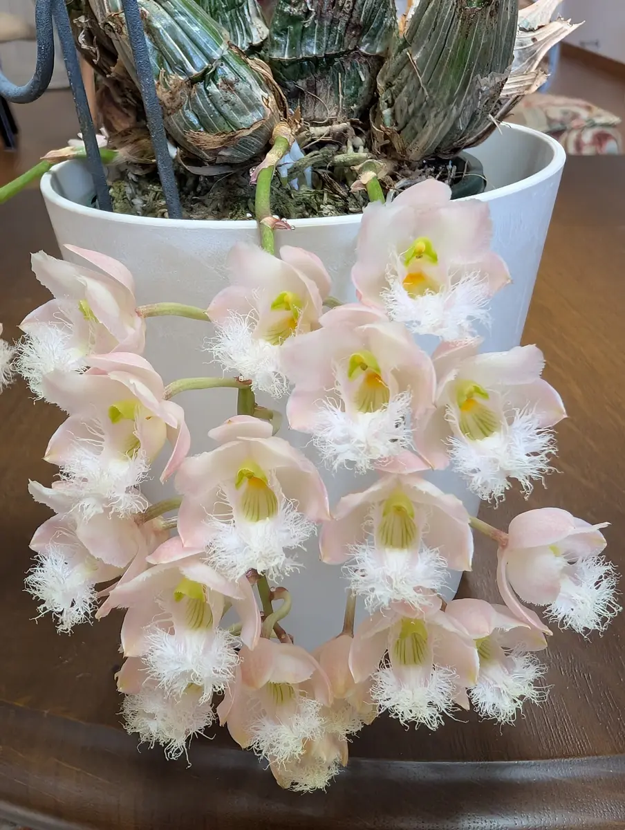 可愛いタケノコ蘭💕｜園芸日記byおれんじぺこ｜みんなの趣味の園芸