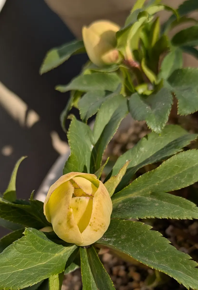 蕾が伸びてきたクリスマスローズ｜園芸日記byjictenko｜みんなの趣味の
