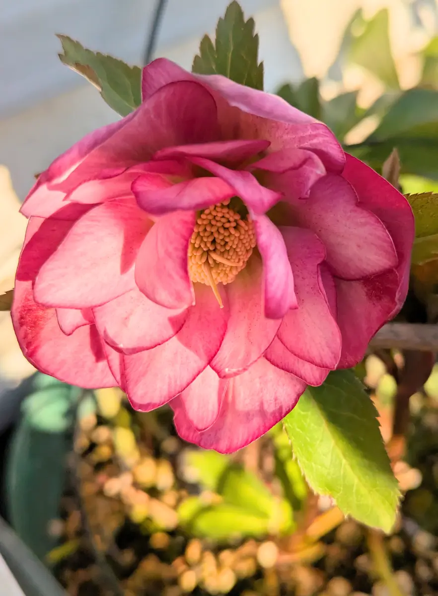 蕾が伸びてきたクリスマスローズ｜園芸日記byjictenko｜みんなの趣味の