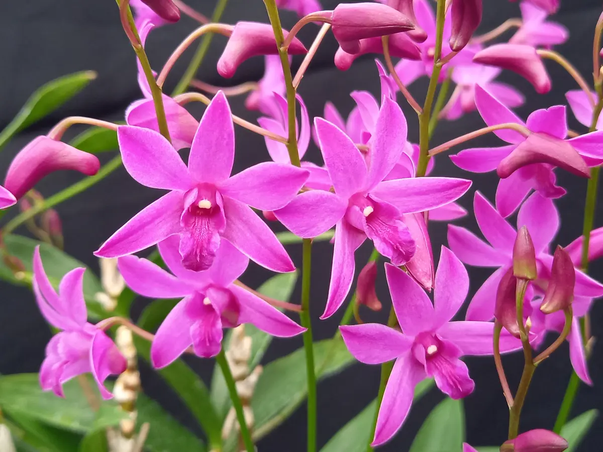 キンギアナム系デンドロ｜園芸日記byこんちゃん｜みんなの趣味の園芸