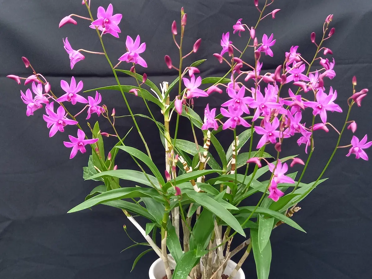 キンギアナム系デンドロ｜園芸日記byこんちゃん｜みんなの趣味の園芸