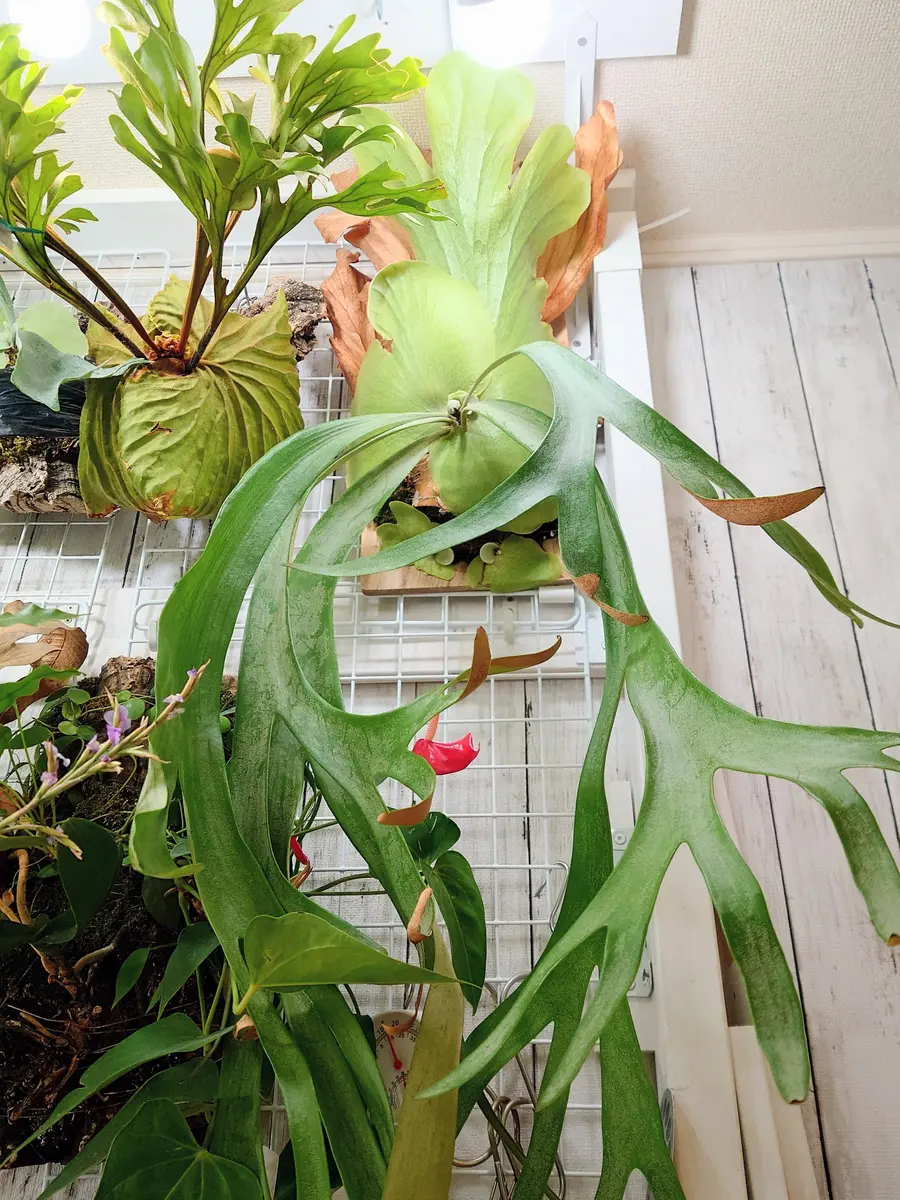 ビカクシダ コウモリラン 室内 【観葉植物 板付 ウィリンキー ビカクシダ ウィリンキー IMAMA 壁掛け植物 ビカクシダ