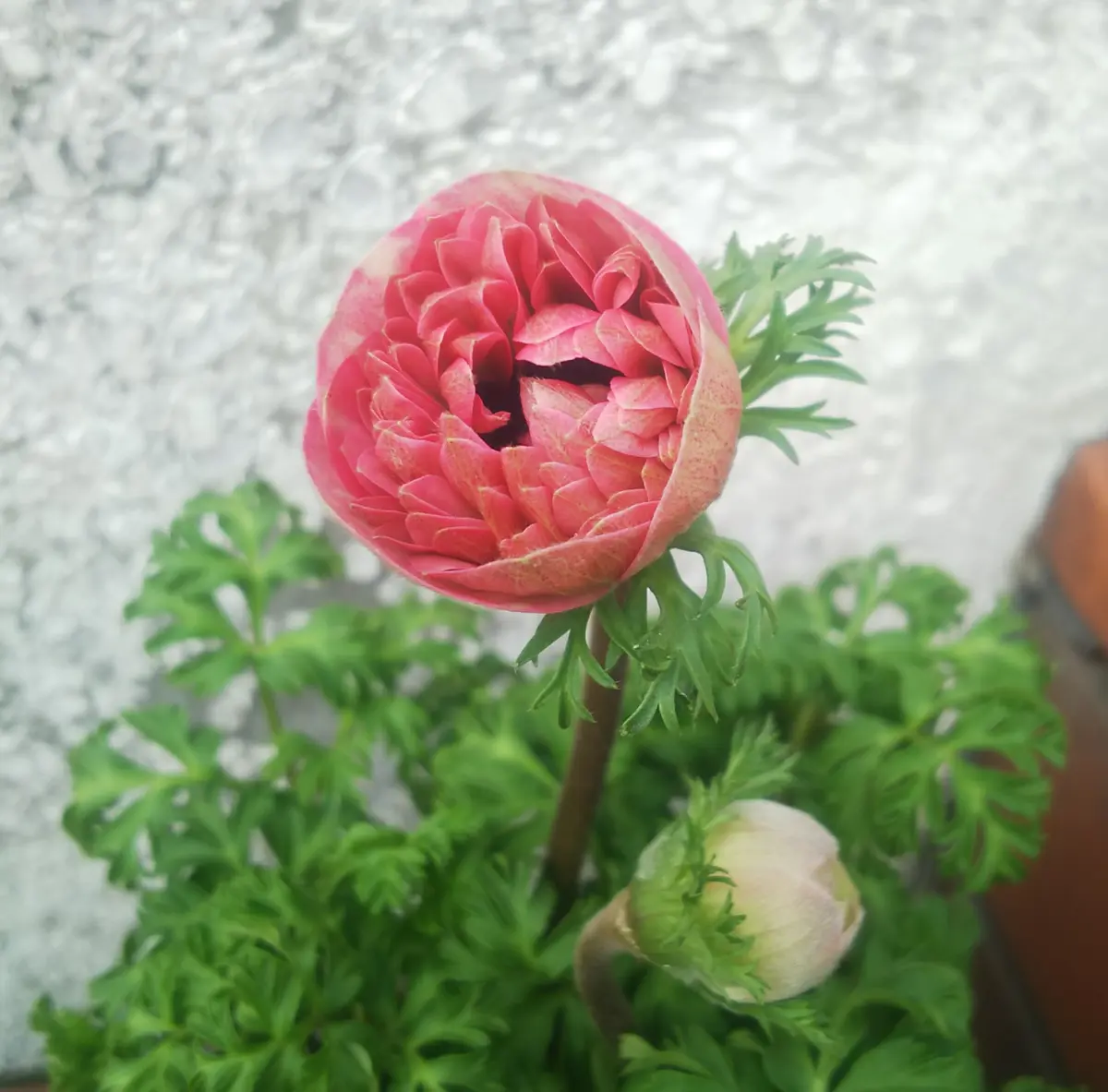 アネモネmomo／ラックスデビュー｜園芸日記by花花のんびり｜みんなの