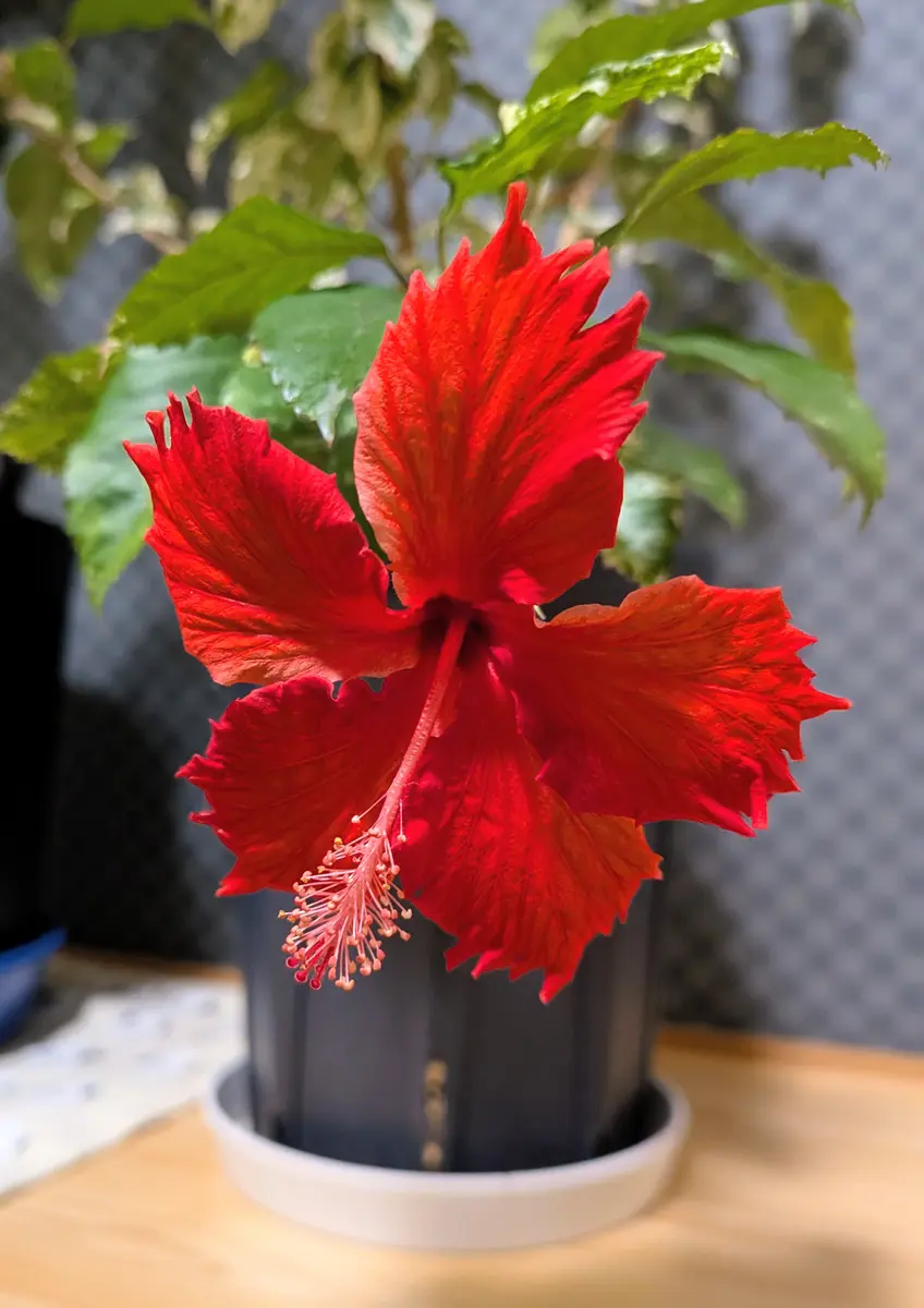 【ハイビスカス】他の方のご購入は御遠慮ください ラストワン賞+下位賞13点 ハイビスカスは1人勝ち✨｜園芸日記byanjun｜みんなの趣味の園芸｜1416110