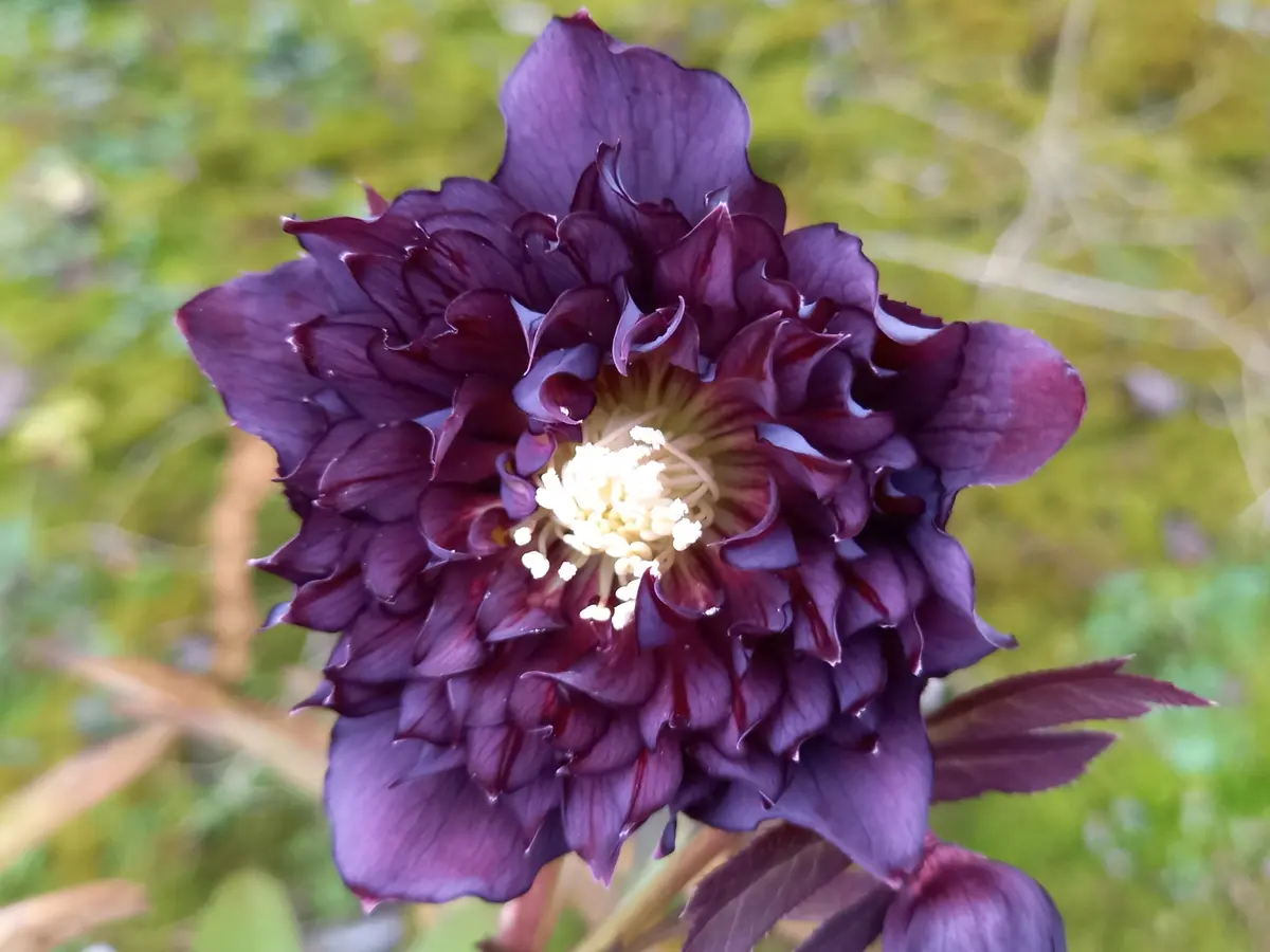 ダーククレオパトラ交配｜園芸日記byこんちゃん｜みんなの趣味の園芸