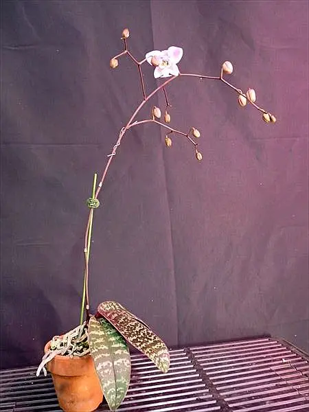 胡蝶蘭原種 シレリアナ2開花｜園芸日記byネカタ｜みんなの趣味の園芸
