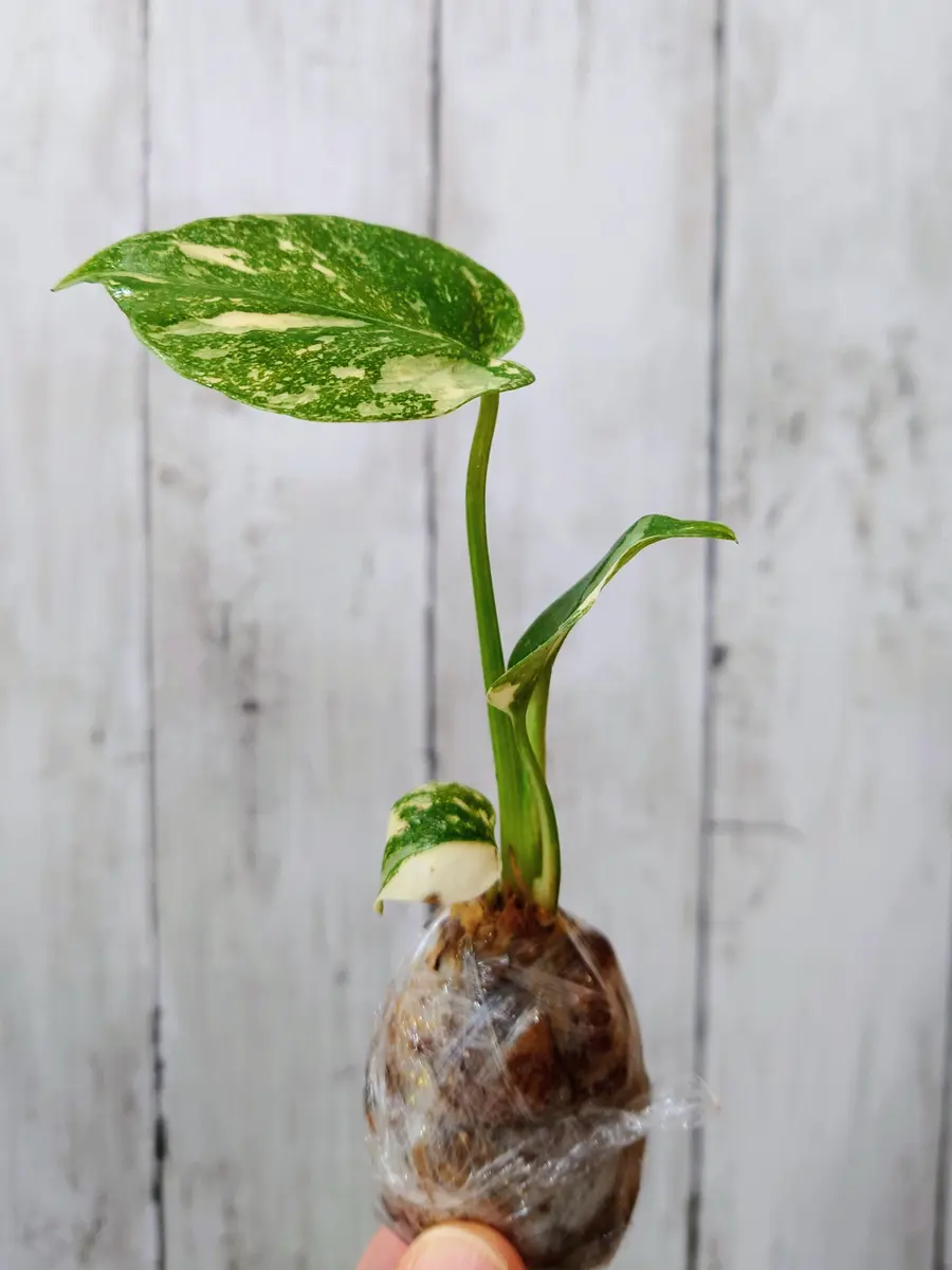 世界らん展2026でお迎えした、モンステラ・クレームブリュレさん