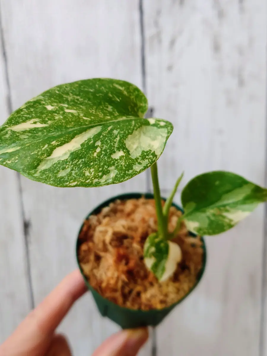 世界らん展2026でお迎えした、モンステラ・クリームブリュレさん