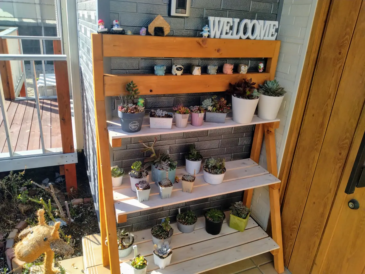 初代多肉棚＆二代目多肉棚〔写真1枚目〕-たけまるごーさんの日記