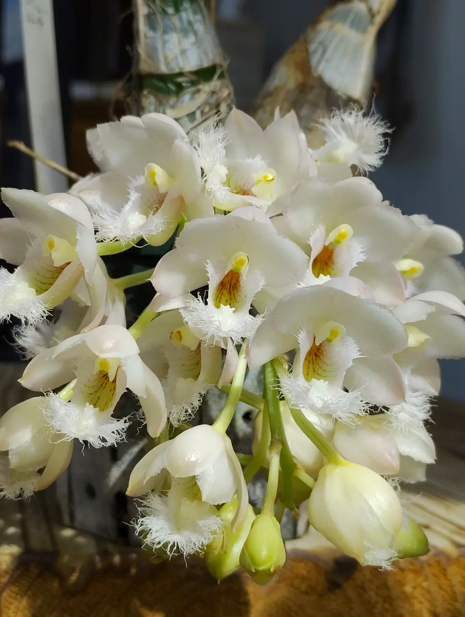 タケノコ蘭が満開になりました💮｜園芸日記by塔ノ岳｜みんなの趣味の