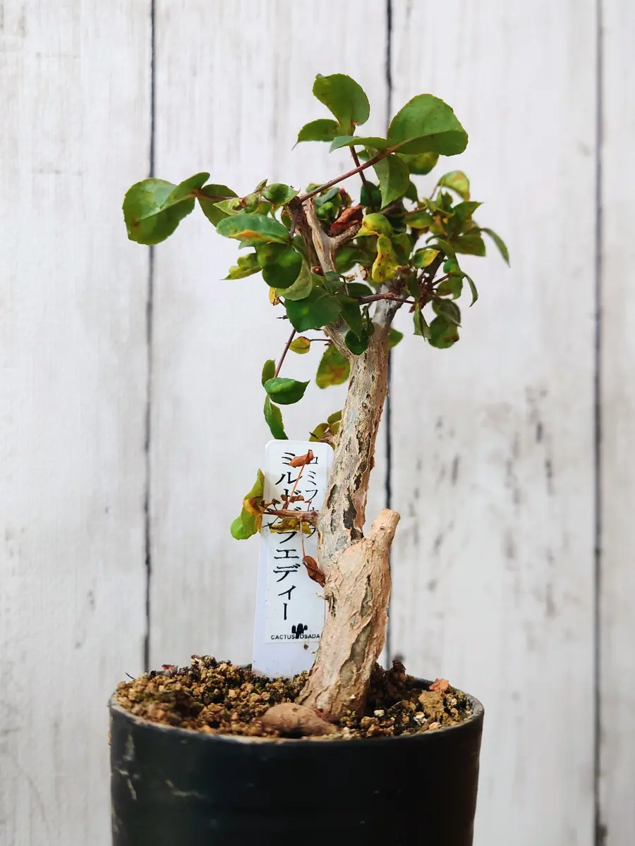 コミフォラミルドブラエデの日記一覧|Plantskafkaさんの園芸日記