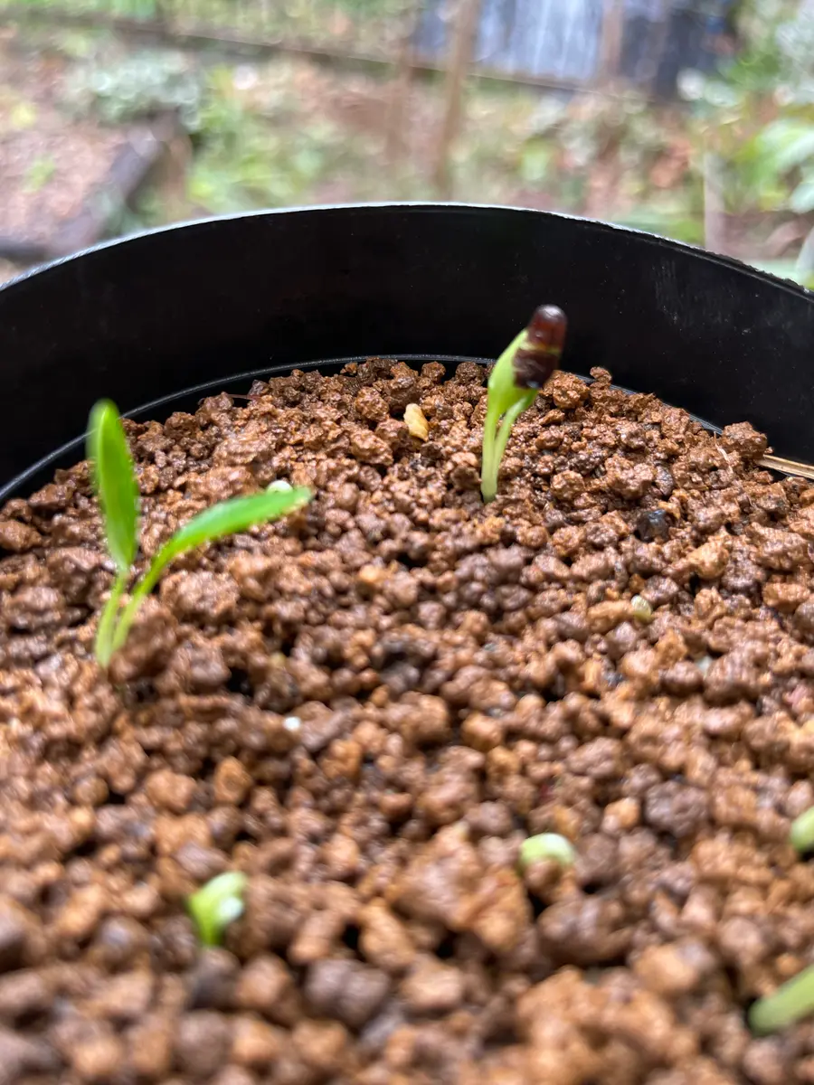 クリスマスローズ2025年交配種の発芽｜園芸日記byフェンネル｜みんなの