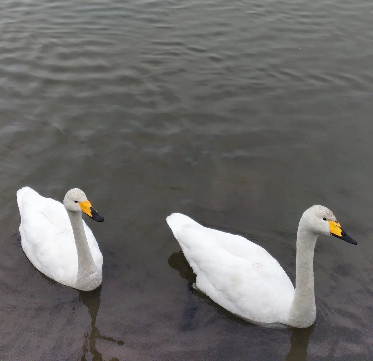 白鳥に会いに｜園芸日記byえのみん｜みんなの趣味の園芸｜1418212
