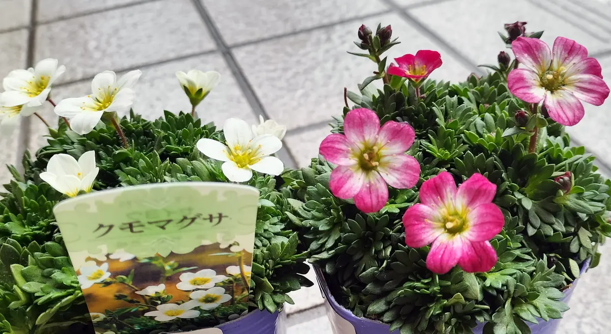 白鳥に会いに｜園芸日記byえのみん｜みんなの趣味の園芸｜1418212