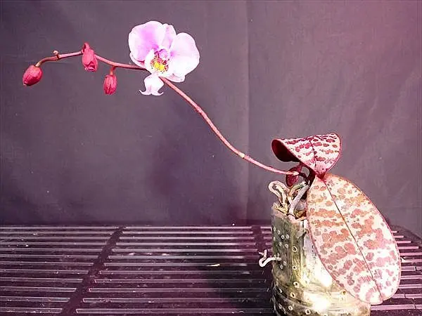 胡蝶蘭原種 シレリアナ3開花｜園芸日記byネカタ｜みんなの趣味の園芸